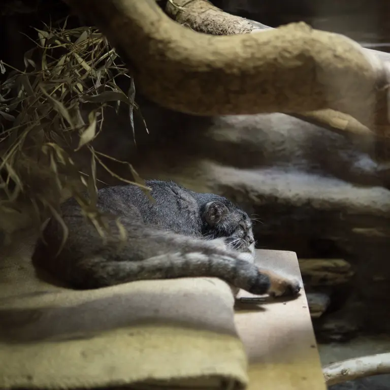 A photograph of Klyon in Ueno Zoological Gardens
