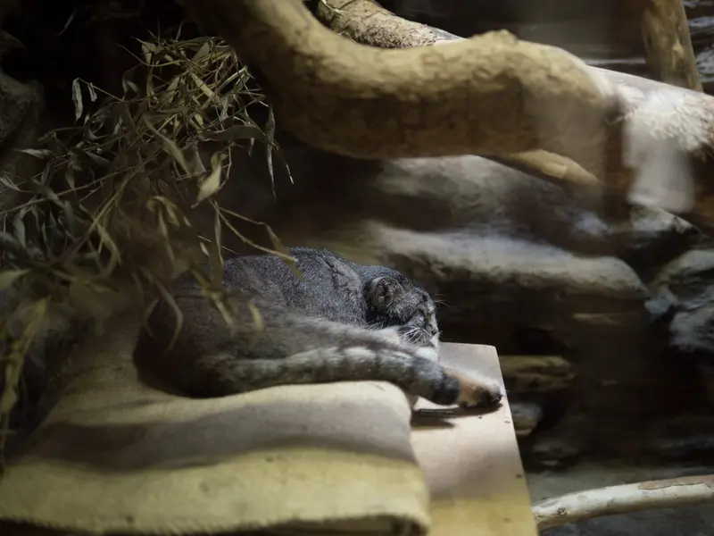 A photograph of Klyon in Ueno Zoological Gardens