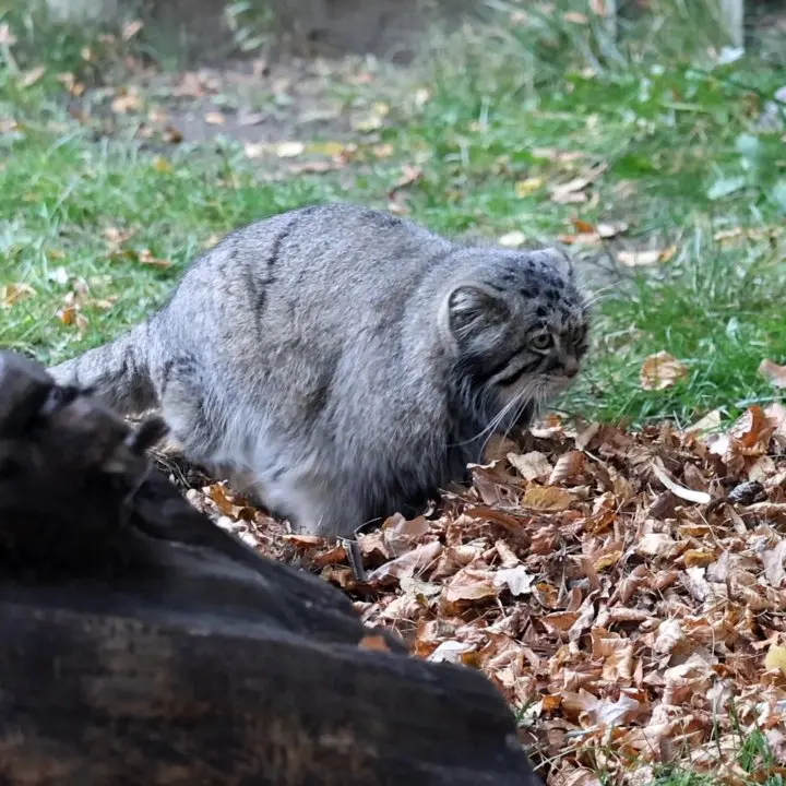 A photograph of Timofey in Moscow zoo