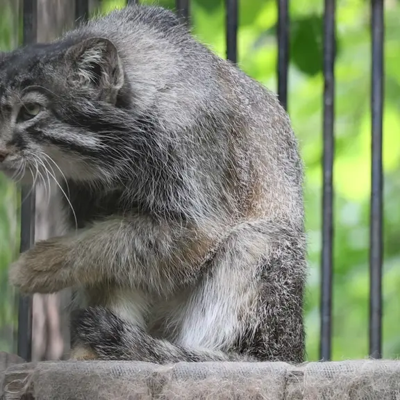 A photograph of a Pallas's cat in Novosibirsk Zoo