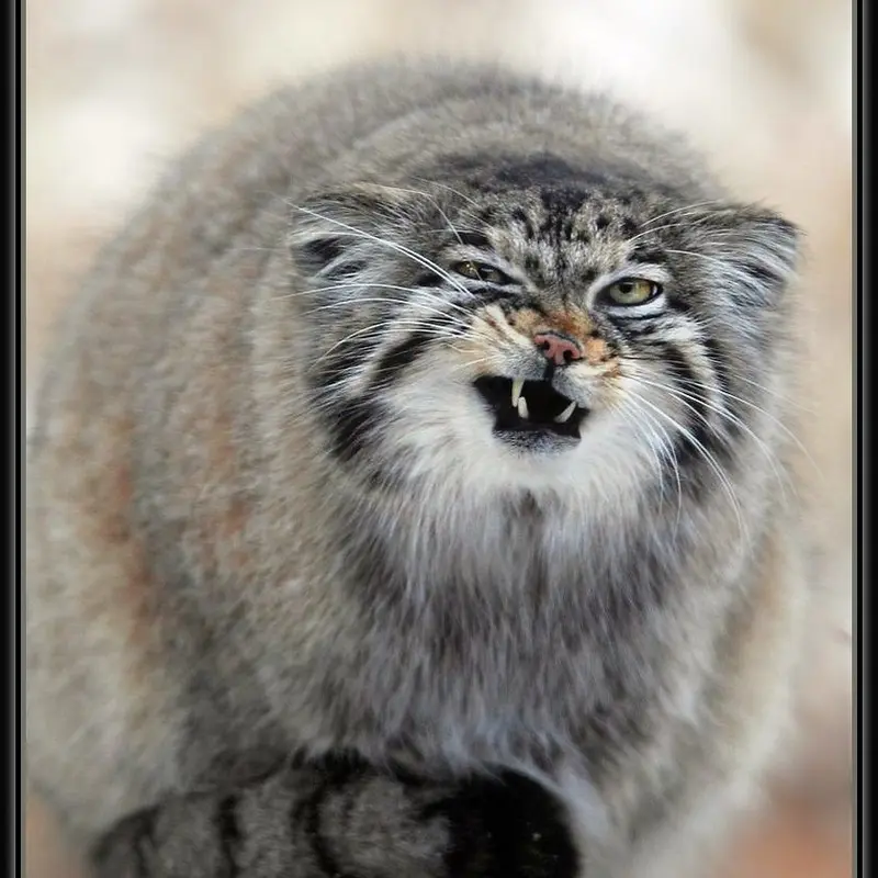 A photograph of Nadia in Cheyenne Mountain Zoo