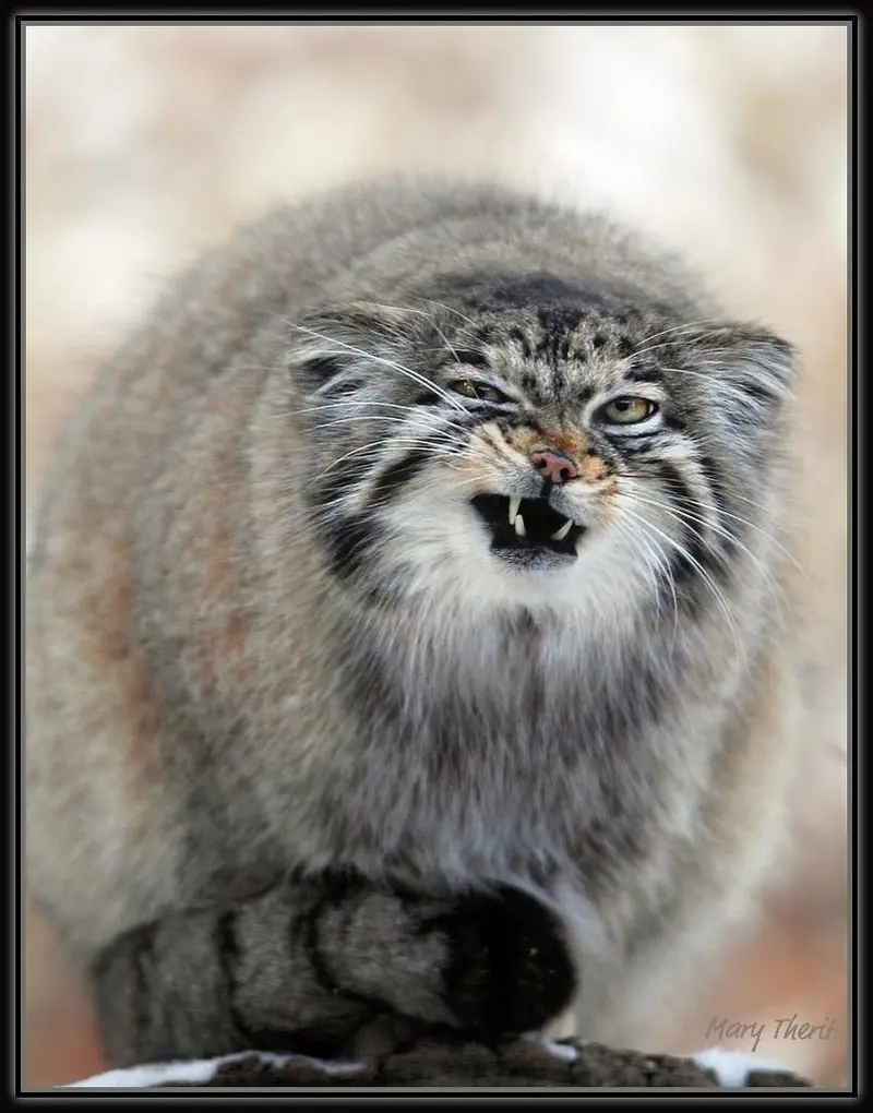 A photograph of Nadia in Cheyenne Mountain Zoo