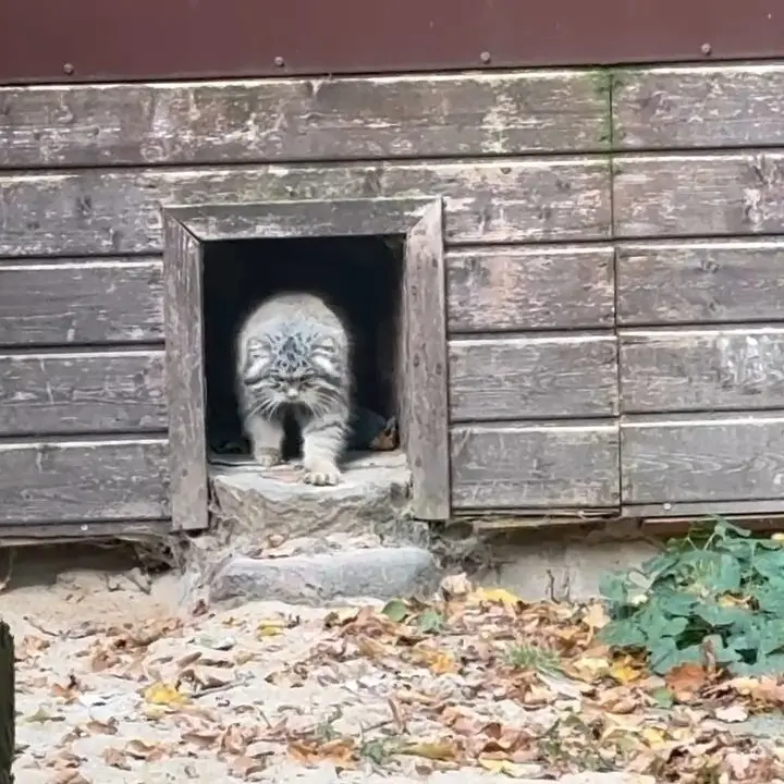 A photograph of Magellan in Poznan New Zoo