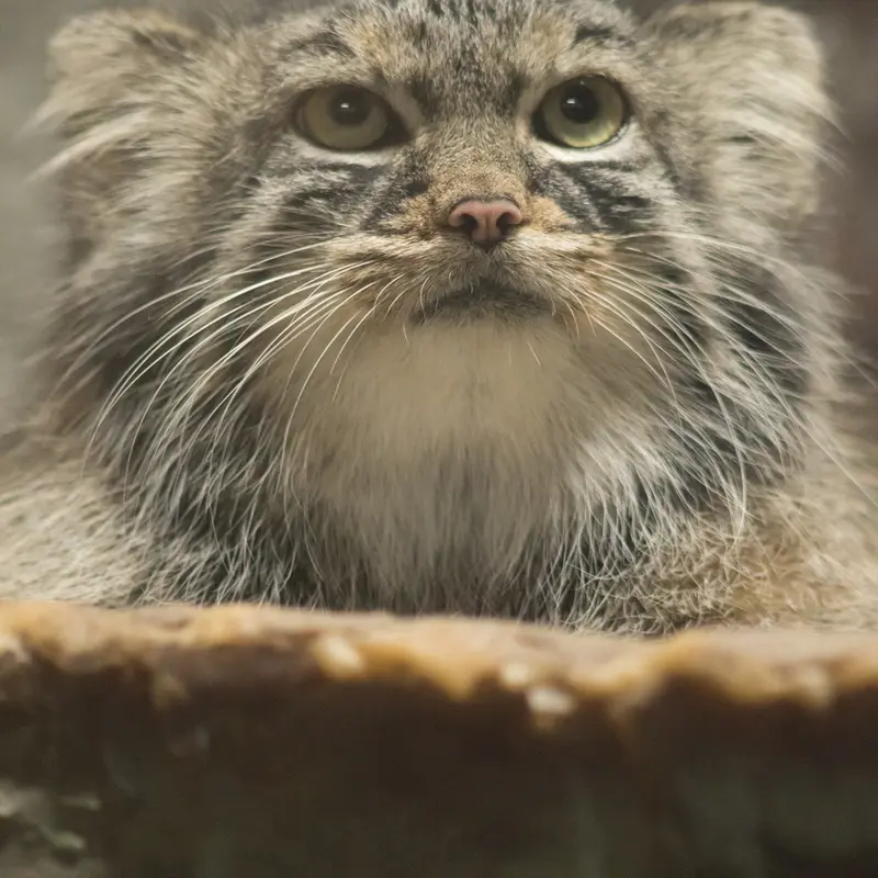 A photograph of Shafran in Ueno Zoological Gardens