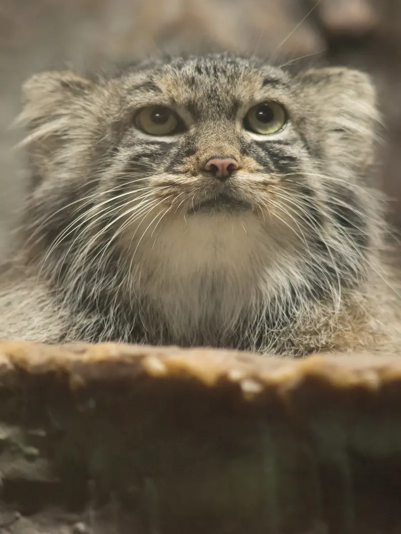 A photograph of Shafran in Ueno Zoological Gardens