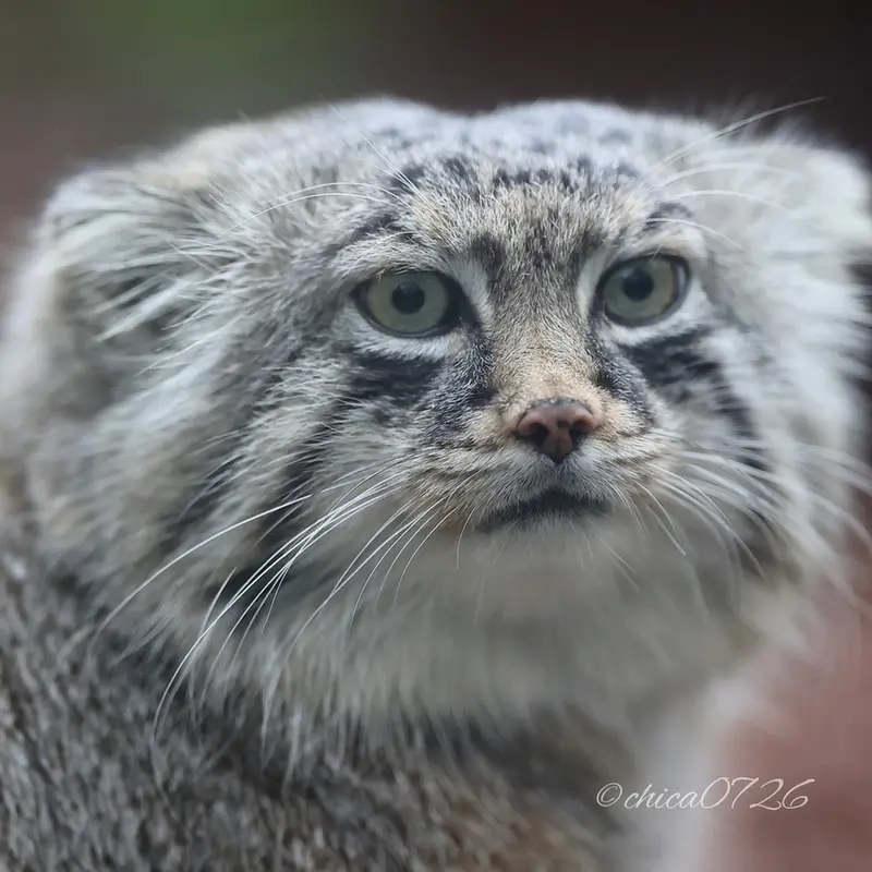 A photograph of Lotos in Saitama Children's Zoo