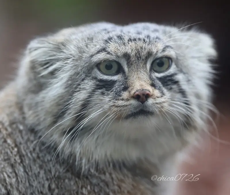 A photograph of Lotos in Saitama Children's Zoo