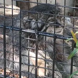 A photograph of Vorace in Lille Zoo