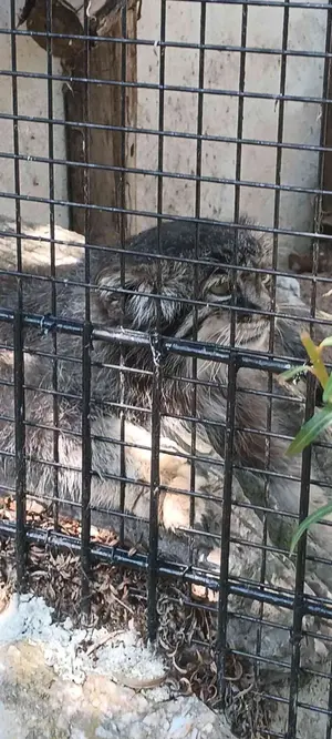 A photograph of Vorace in Lille Zoo