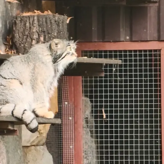 A photograph of a Pallas's cat in Moscow zoo