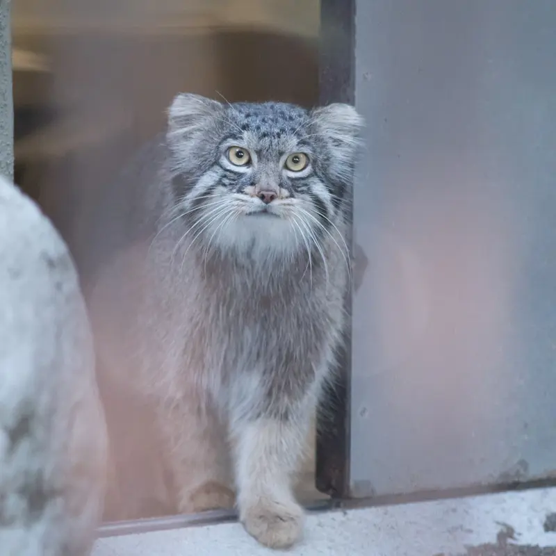 A photograph of Figa in Nogeyama Zoo
