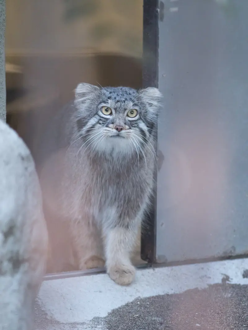 A photograph of Figa in Nogeyama Zoo