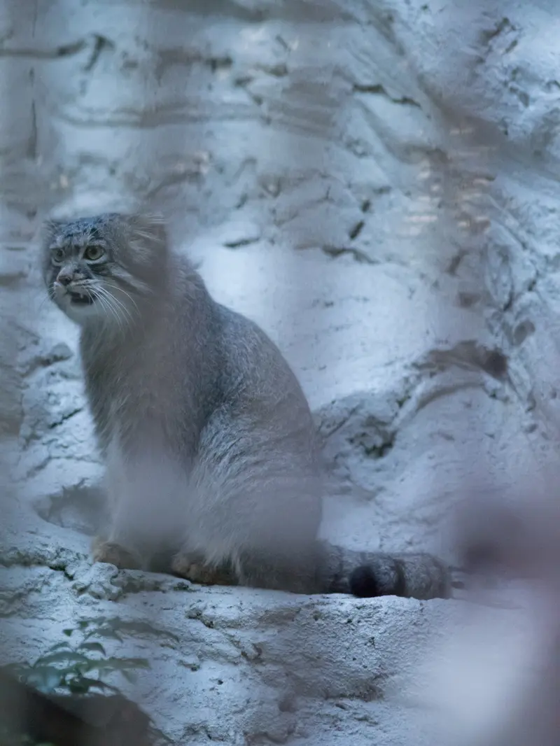 A photograph of Figa in Nogeyama Zoo