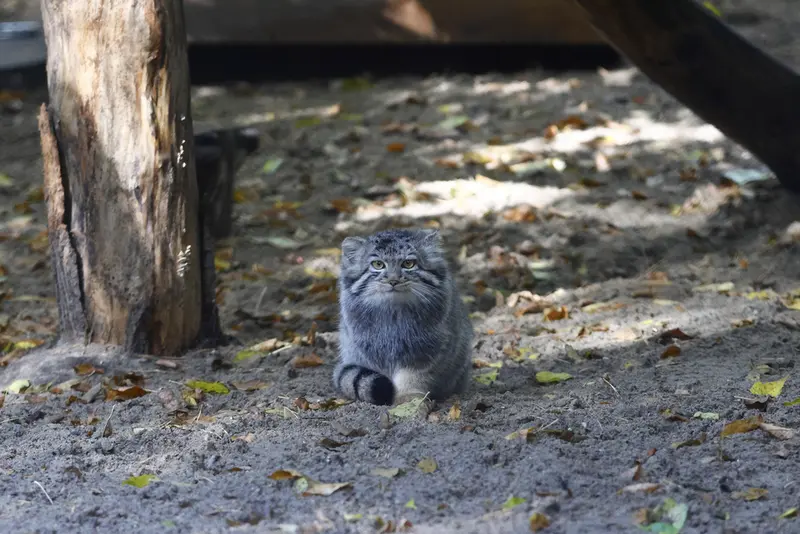 A photograph of a Pallas's cat in Novosibirsk Zoo
