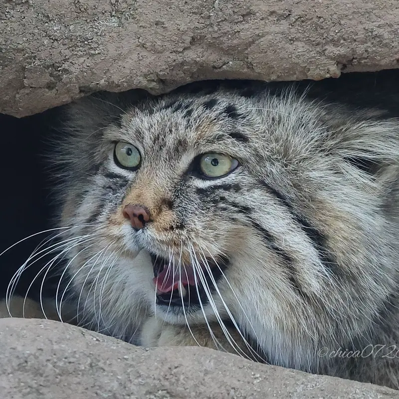 A photograph of Lotos in Saitama Children's Zoo