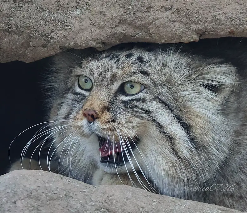 A photograph of Lotos in Saitama Children's Zoo