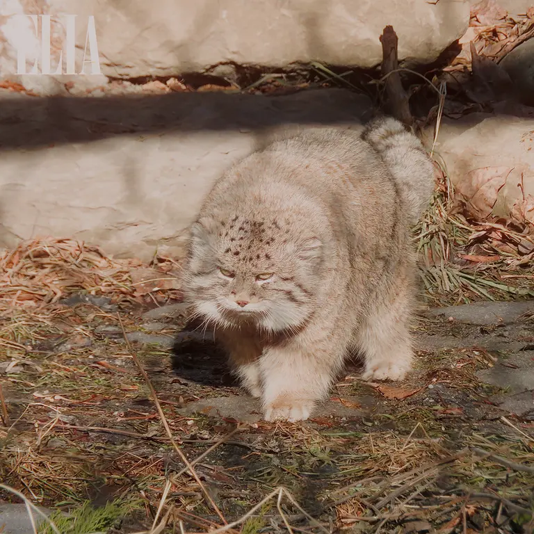 A photograph of Olaf in Calgary Zoo / Wilder Institute