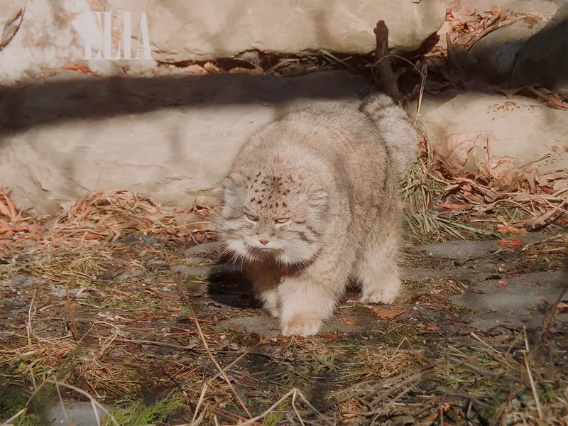 A photograph of Olaf in Calgary Zoo / Wilder Institute