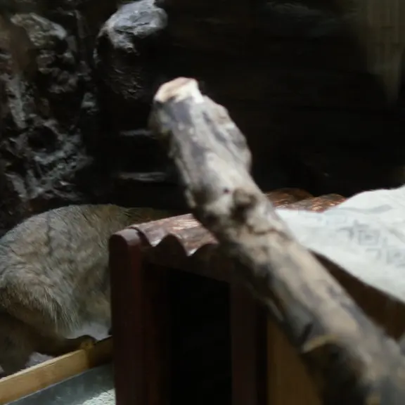 A photograph of a Pallas's cat in Ueno Zoological Gardens