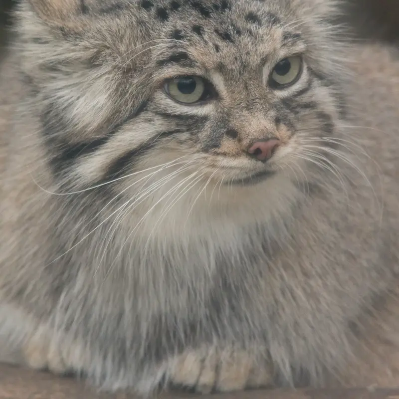 A photograph of Az in Kobe Animal Kingdom