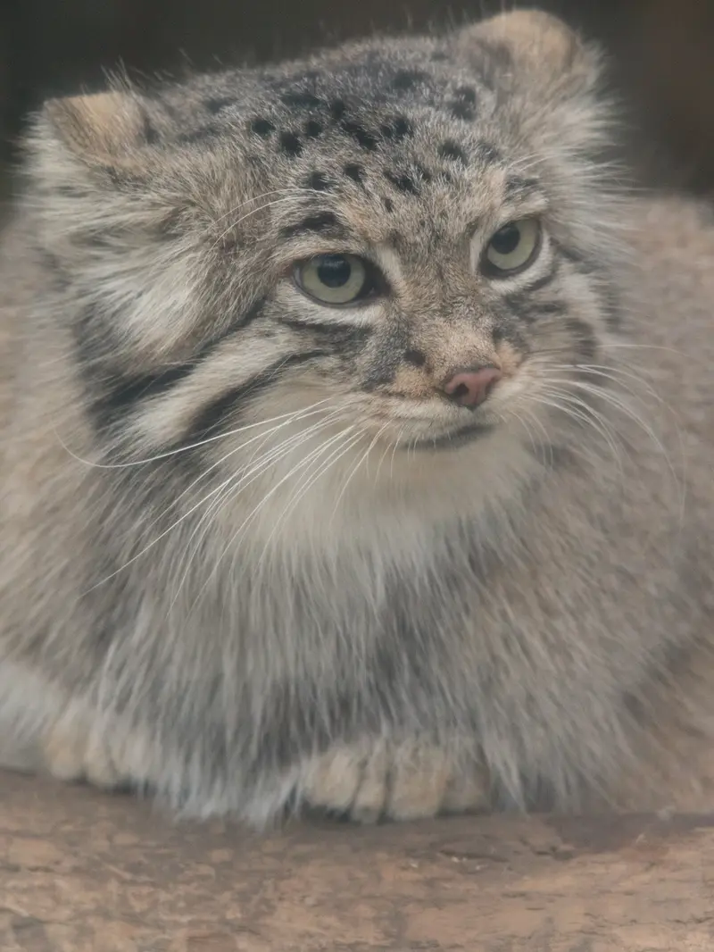 A photograph of Az in Kobe Animal Kingdom