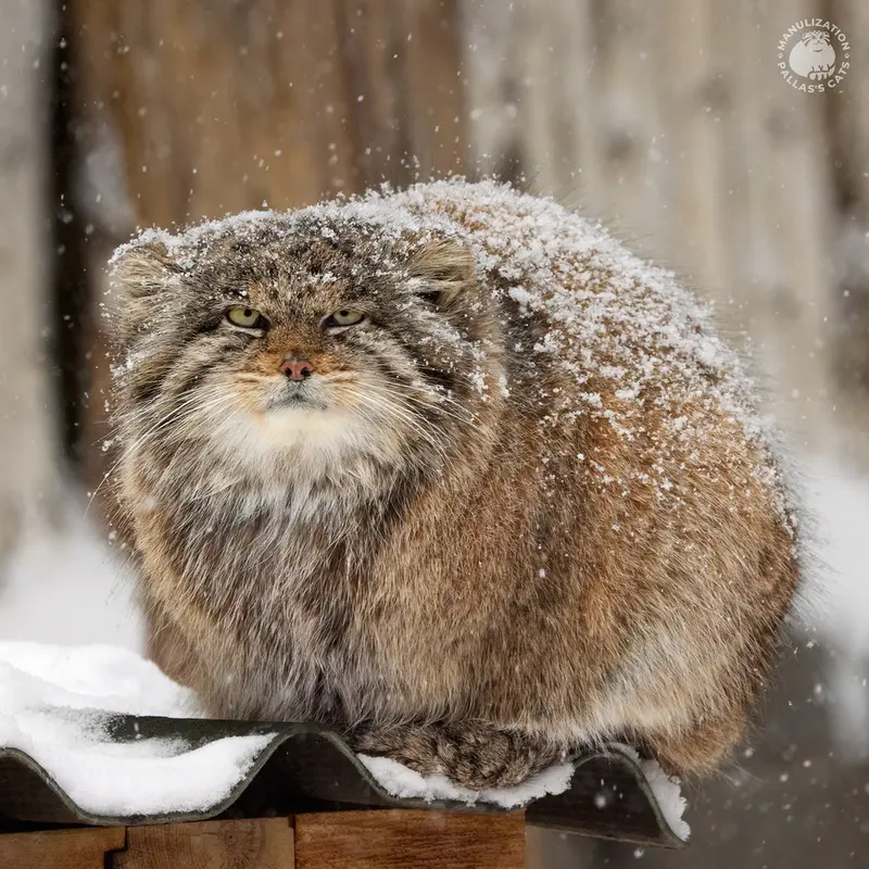 A photograph of Mia in Novosibirsk Zoo