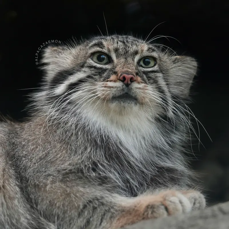 A photograph of Az in Kobe Animal Kingdom