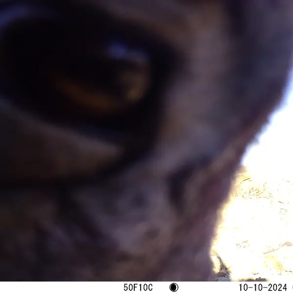 A photograph of Argali from Karashoky camera trap