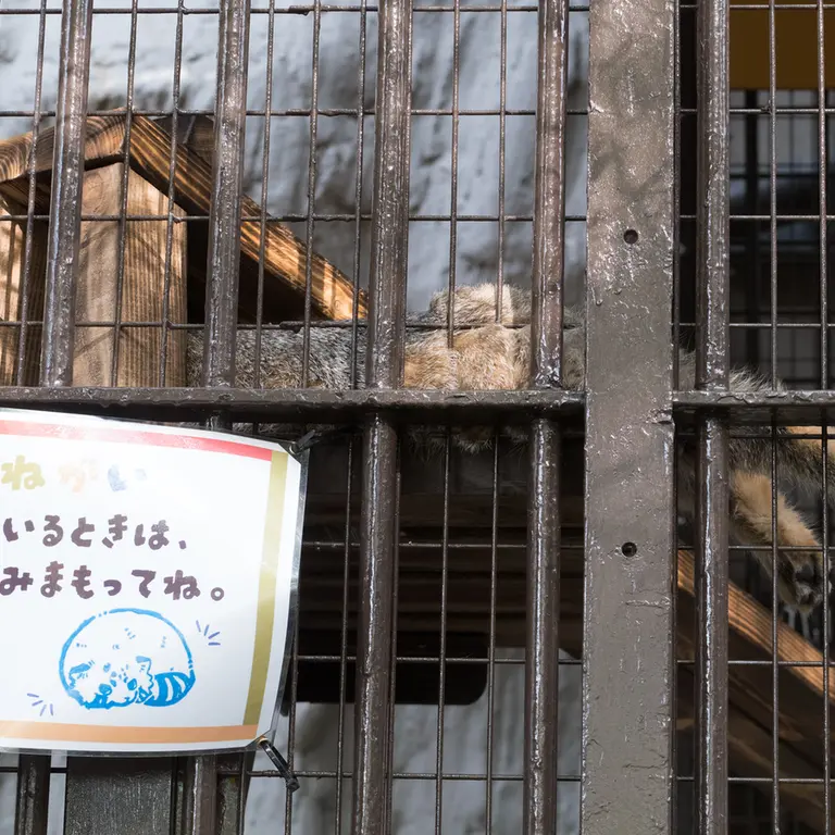 A photograph of Figa in Nogeyama Zoo