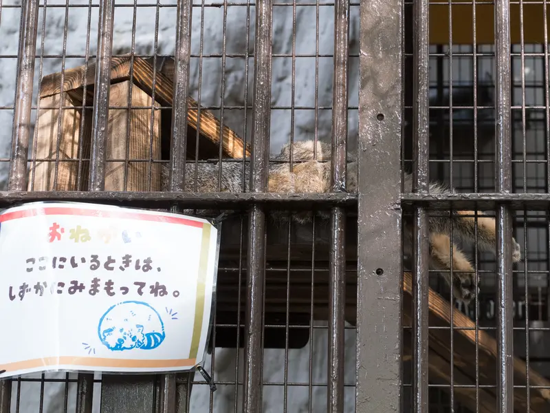 A photograph of Figa in Nogeyama Zoo