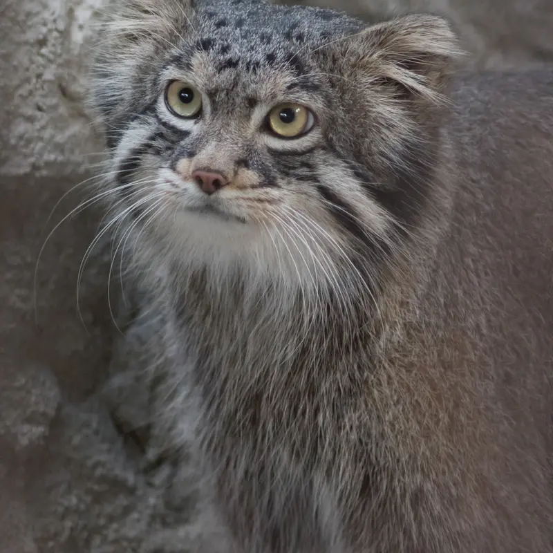 A photograph of Figa in Nogeyama Zoo