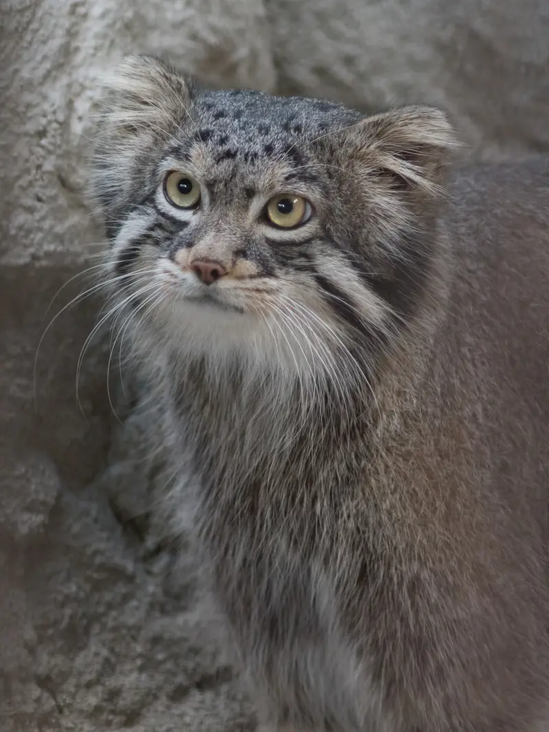 A photograph of Figa in Nogeyama Zoo
