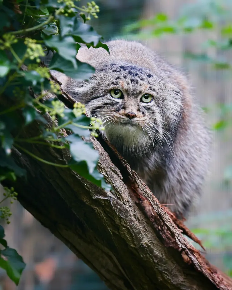 A photograph of Dersu in Dessau Zoo