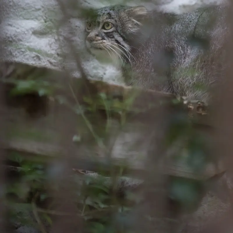 A photograph of Figa in Nogeyama Zoo