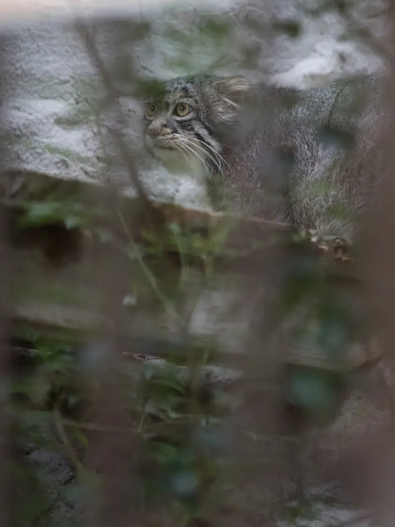A photograph of Figa in Nogeyama Zoo