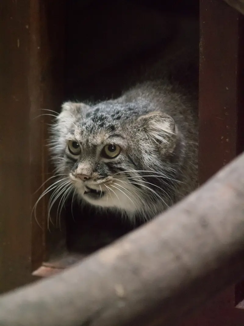 A photograph of Shafran in Ueno Zoological Gardens