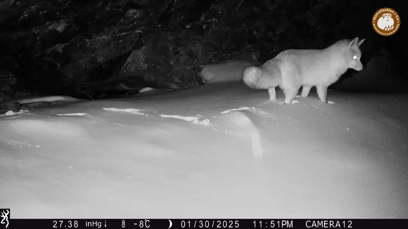 A photograph of Red fox from Zhundy 1 camera trap