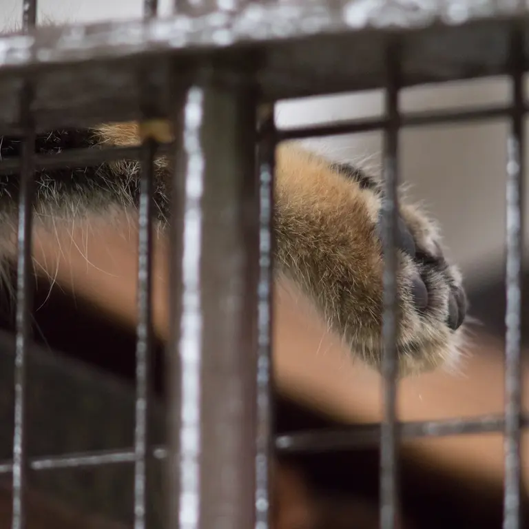 A photograph of Figa in Nogeyama Zoo