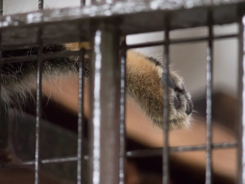 A photograph of Figa in Nogeyama Zoo