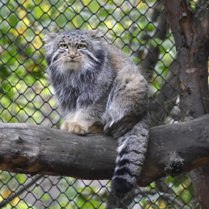 A photograph of Grey in Novosibirsk Zoo