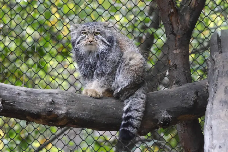 A photograph of Grey in Novosibirsk Zoo