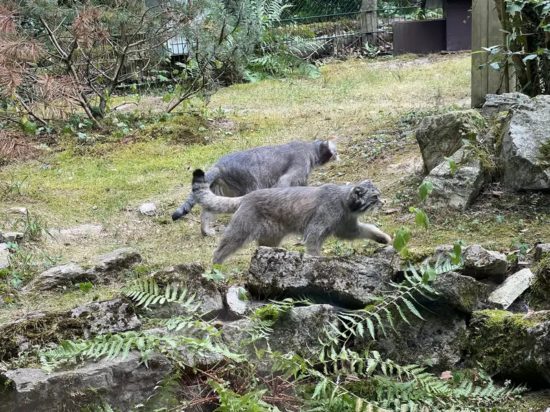 A photograph of Fay and Batu in Opel Zoo
