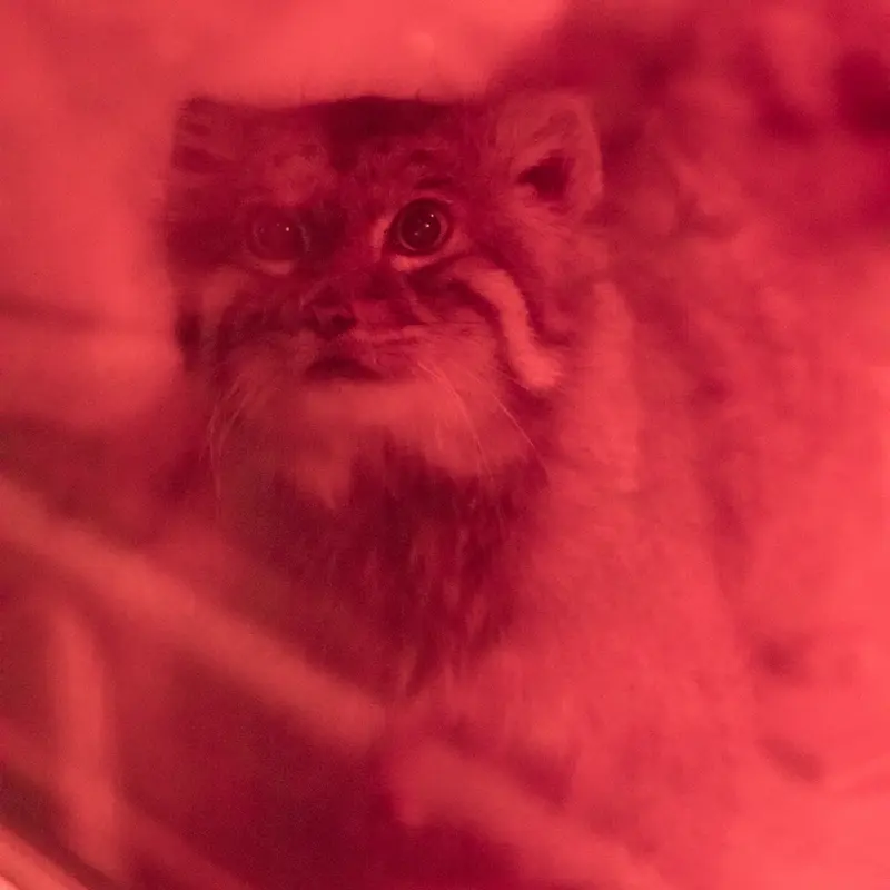 A photograph of Naim in Ueno Zoological Gardens