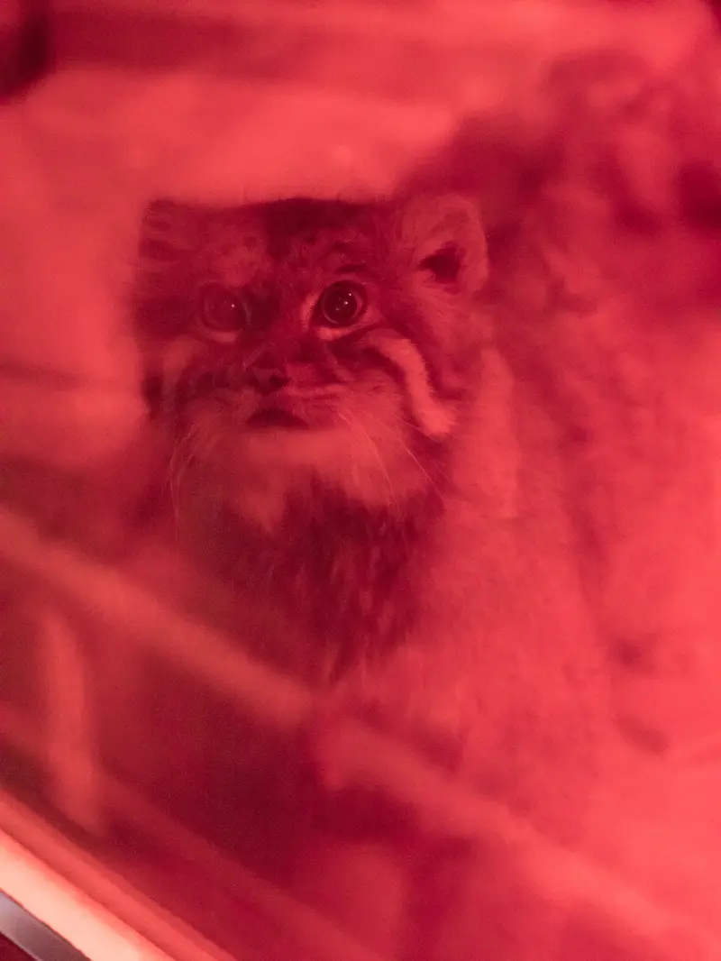 A photograph of Naim in Ueno Zoological Gardens