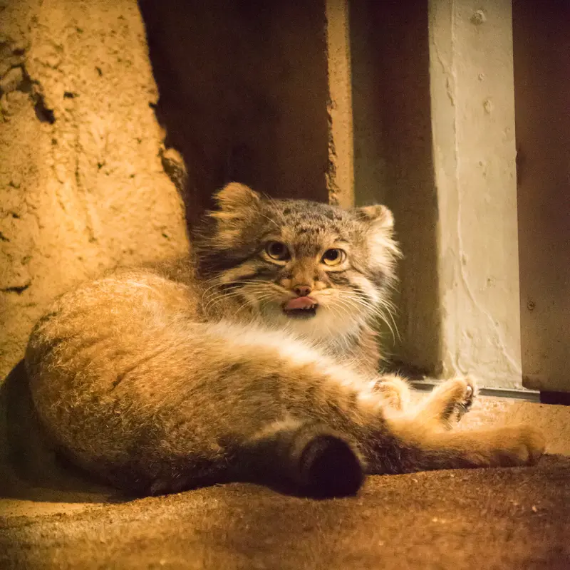 A photograph of Figa in Nogeyama Zoo