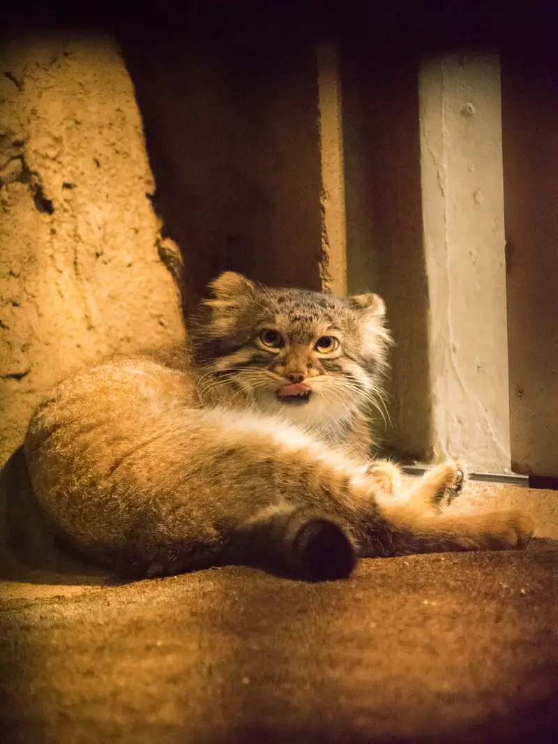 A photograph of Figa in Nogeyama Zoo