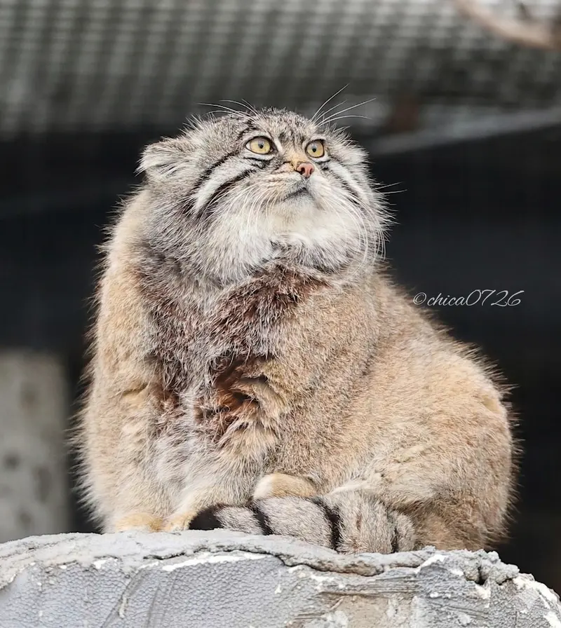 A photograph of Grusha in Asahiyama Zoo