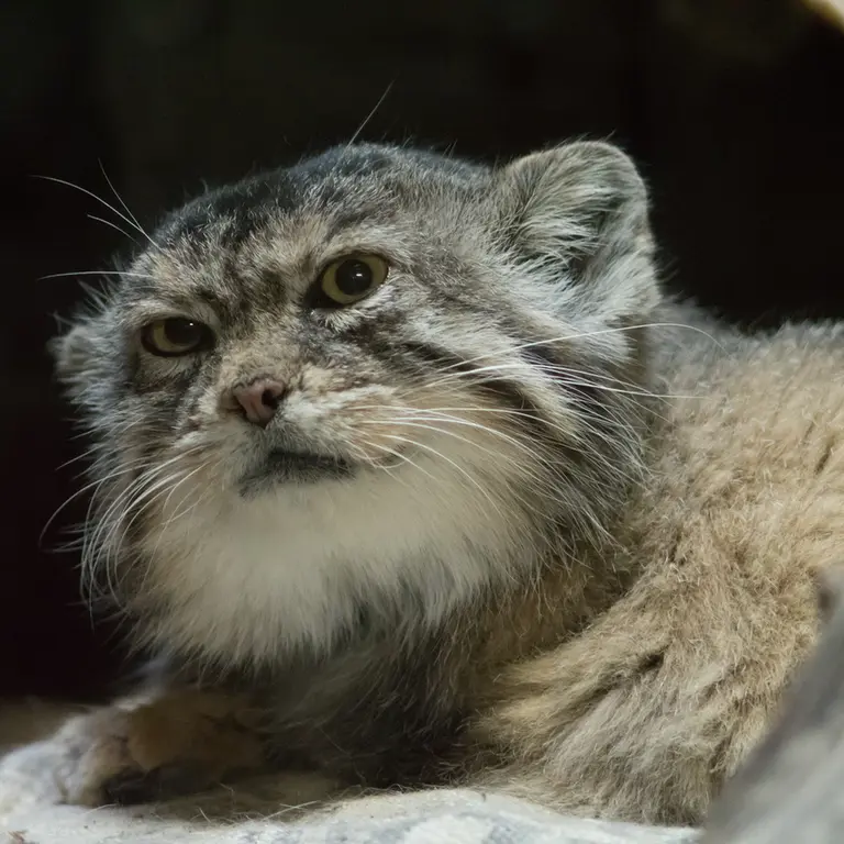 A photograph of Primula in Ueno Zoological Gardens