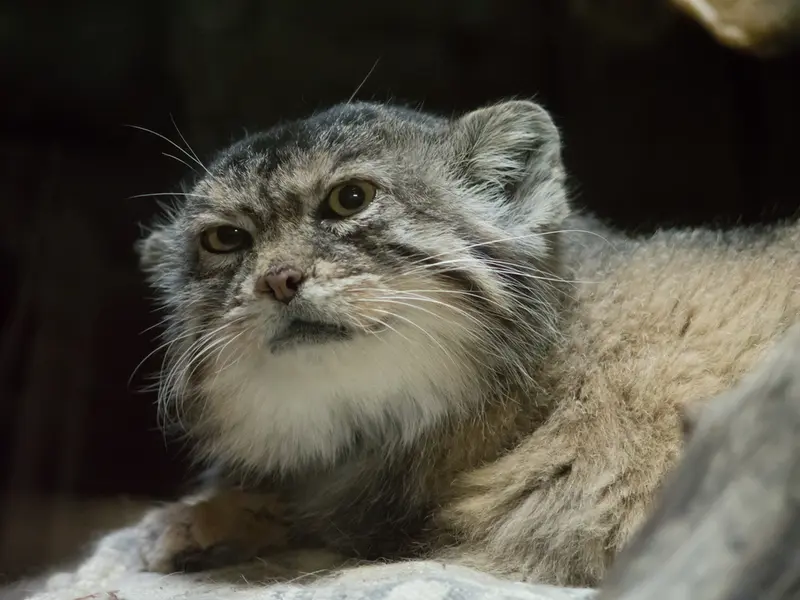 A photograph of Primula in Ueno Zoological Gardens