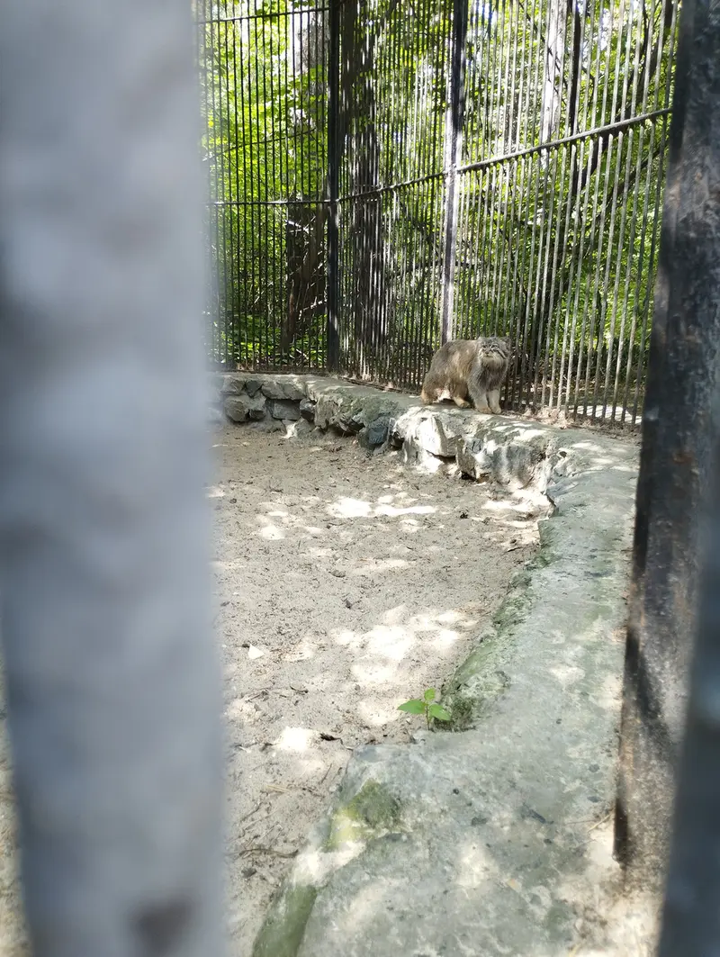 A photograph of a Pallas's cat in Novosibirsk Zoo